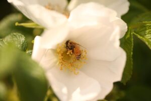 保育士未経験の方が転職時に知っておくべきクレーム対応の例は？